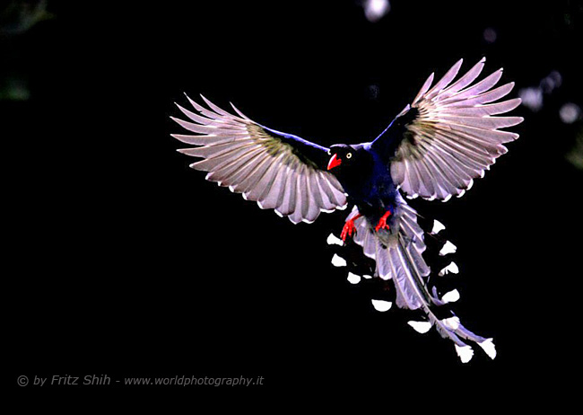 Taiwan Blue Magpie in Flight